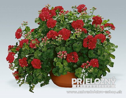 Pelargonium Red Sybil