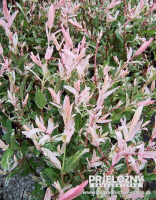 Salix integra Hakuro Nishiki (Japonská vŕba)