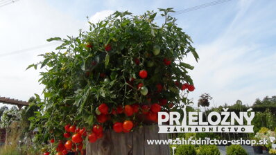 Previslé paradajky - červené (rajčiny)