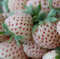 Ananásové jahody - Pineberry