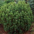 Pinus Mugo Mops (Borovica horská)