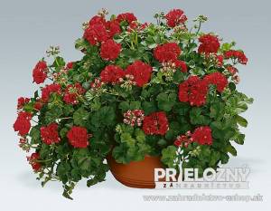 Pelargonium Red Sybil