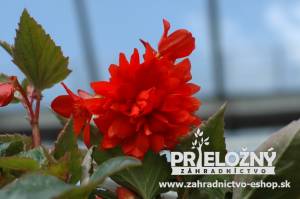 Begonia Belleconia Red