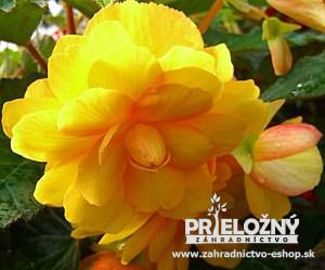 Begonia Chanson Yellow