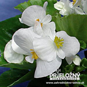 Begonia Semperflorens Olomouc White