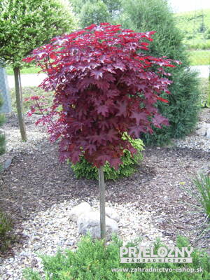 Acer Palmatum Atropurpureum (Javor dlaňolistý - červený)