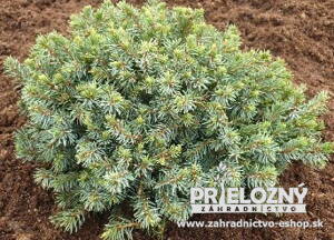Picea Glauca Echiniformis (Smrek biely - ježovitý)