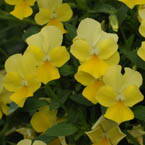 Viola Friolina Yellow Cascadiz