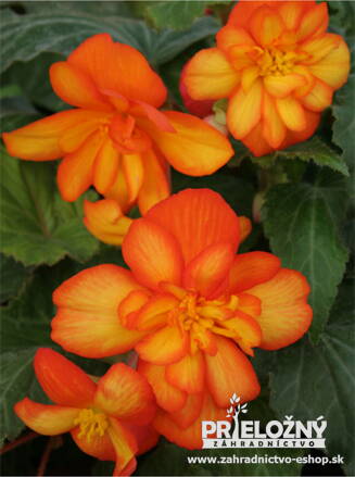 Begonia Chanson Bicolor Orange-Yellow